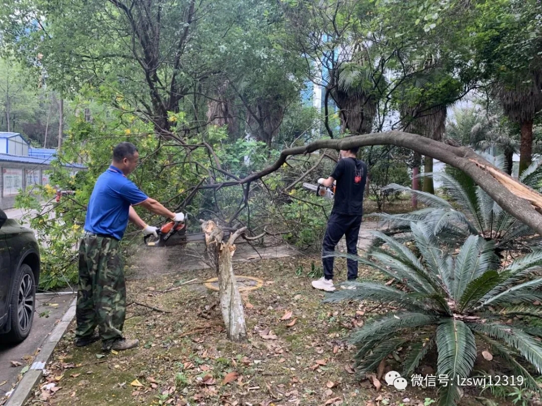 (图为绿化所所长肖永连对倒伏的黄槐树进行修剪)